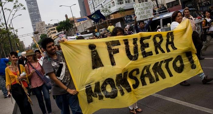 Apicultores conseguem proibir Monsanto no México 