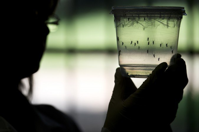 Mosquitos Aedes aegypti mantido em um recipiente em um laboratório do Instituto de Ciências Biomédicas da Universidade de São Paulo, em São Paulo, Brasil, em 08 de janeiro de 2016. 