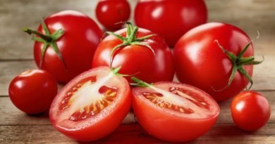 Cultivo Orgânico de Tomate, Pimentão, Abóbora e Pepino