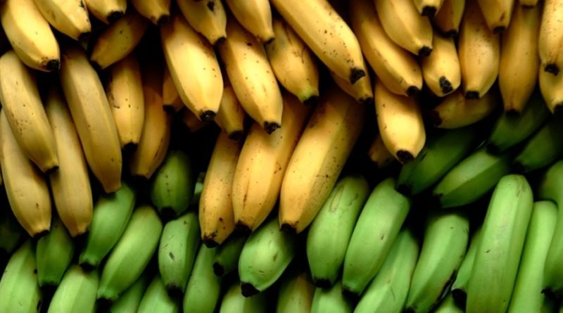 Produção de Banana Orgânica recebe Prêmio