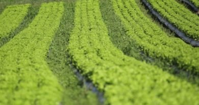 Agricultura Orgânica Pode Alimentar o Mundo