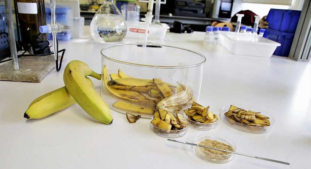 Casca de Banana Limpa Água Contaminada