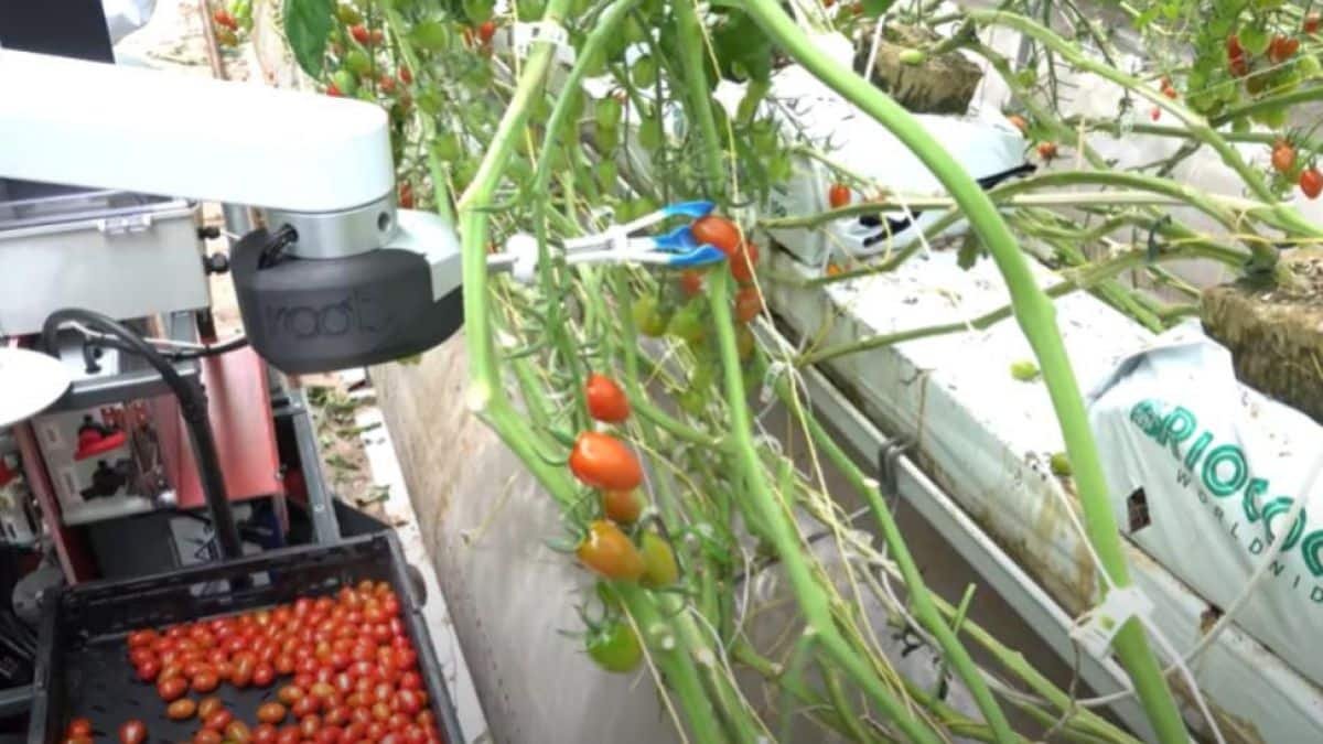 Robô Usa Inteligência Artificial para Colher Tomates 