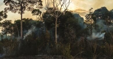 Secas na Amazônia Podem ser Previstas com Antecedência