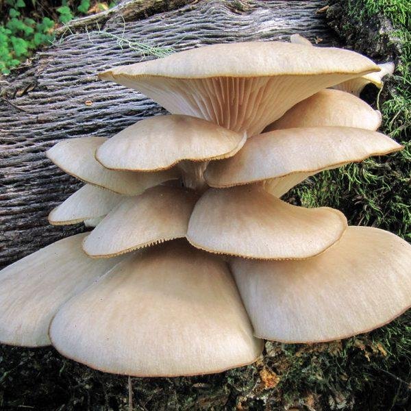 7 Benefícios dos Cogumelos Ostra