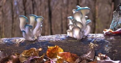 Filme sobre Fungos Revelam a Verdadeira Magia dos Cogumelos