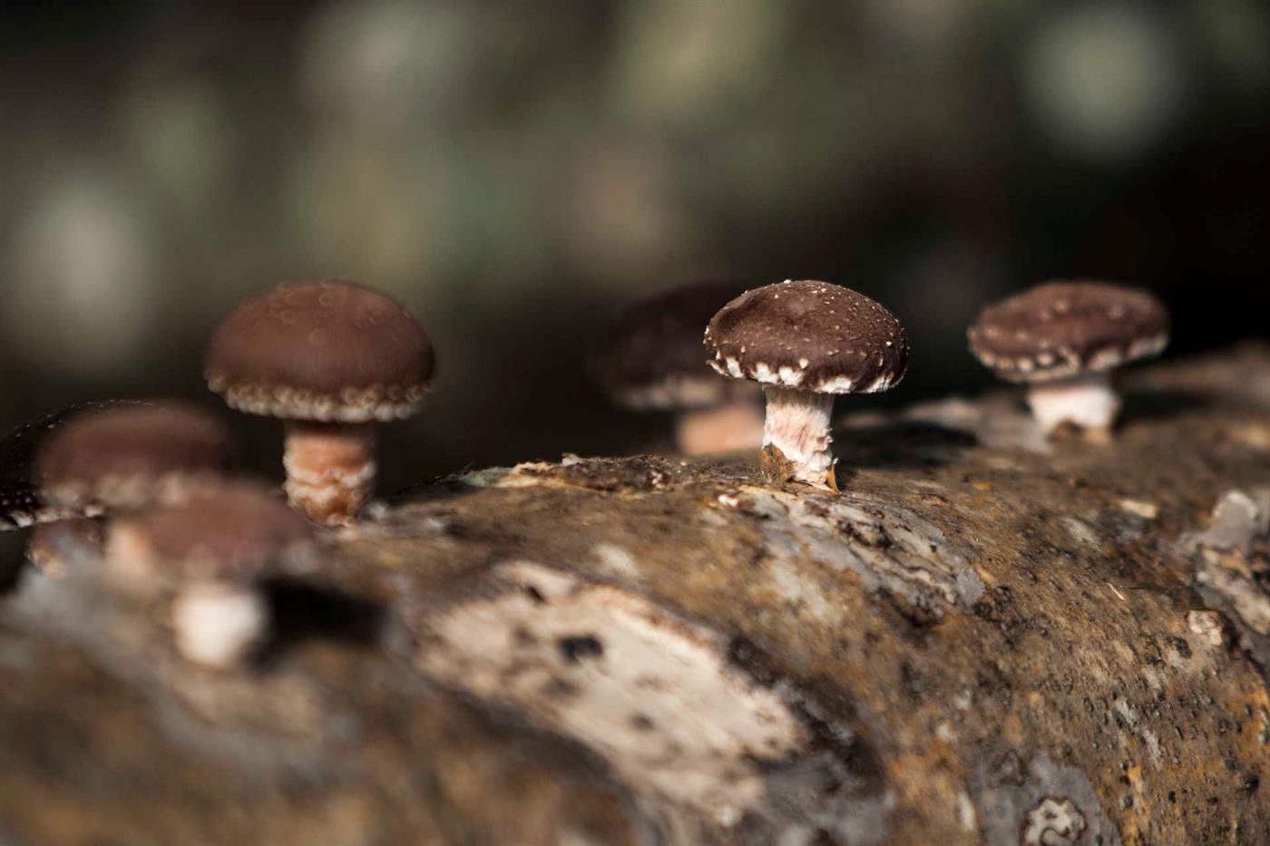 Filme sobre Fungos Revelam a Verdadeira Magia dos Cogumelos 
