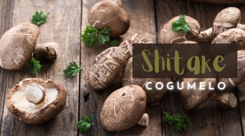 Cogumelos Shitake Fazem Maravilhas à Saúde