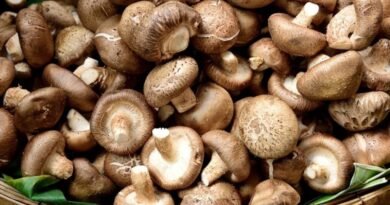 Cultivo de Cogumelos Alimentícios
