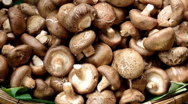 Cultivo de Cogumelos Alimentícios