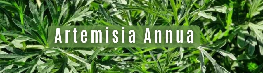 Artemisia Propriedades Medicinais 