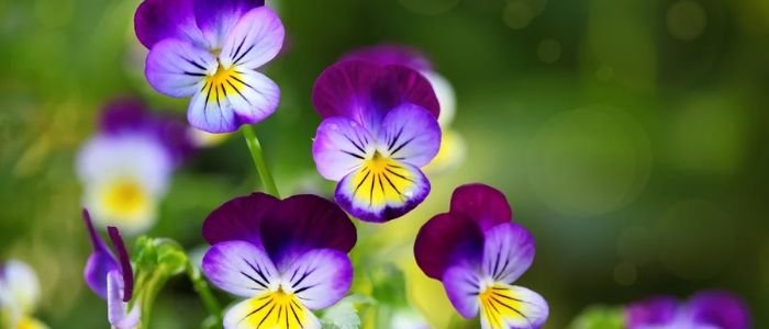 11 Flores Comestíveis Excelentes para a Saúde