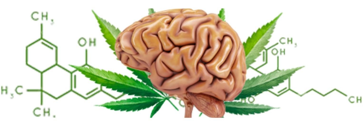 Afinal, a Cannabis Mata Neurônios