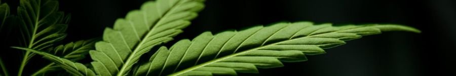 SP vai Distribuir Medicamentos Derivados da Cannabis pelo SUS