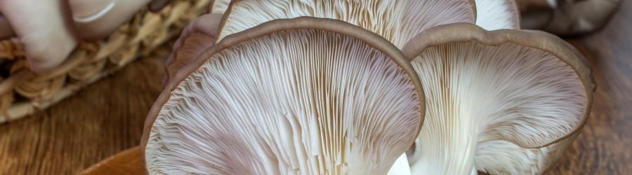 Cogumelos! Uma Potência para Longevidade 
