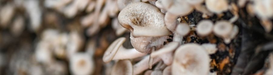 Cogumelos! Uma Potência para Longevidade 