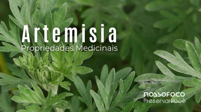 Artemisia Propriedades Medicinais